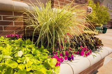 Commercial-Landscaping