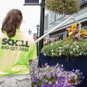 watering flowers