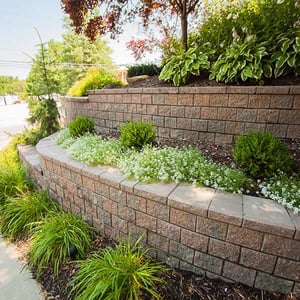 plants on exterior wall